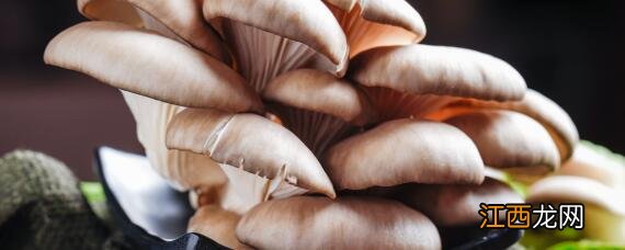 真姬菇和姬菇的区别 姬菇和平菇的区别大菇