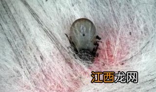 被毒虫咬了怎么办