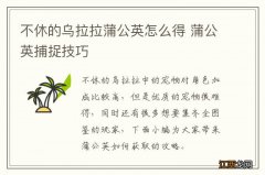 不休的乌拉拉蒲公英怎么得 蒲公英捕捉技巧