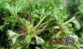 白蒿拌菜怎么做 制作拌白蒿的方法