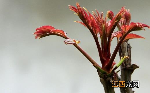 香椿好吃有营养 但应注意香椿的同食禁忌