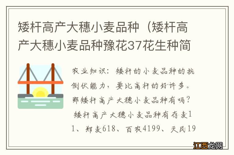 矮杆高产大穗小麦品种豫花37花生种简介 矮杆高产大穗小麦品种