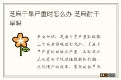 芝麻干旱严重时怎么办 芝麻耐干旱吗