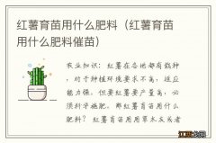 红薯育苗用什么肥料催苗 红薯育苗用什么肥料