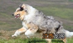 喜乐蒂与苏格兰犬的区别