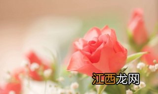 玫瑰花简笔画画法详解