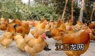 广东四大名鸡 广东四大名鸡的简介