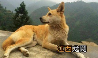 土狗是什么意思 抖音土狗含义介绍