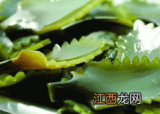 海带为何被称为“长寿菜”