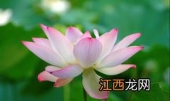 莲花应该怎么养护？要注意以下七个方面