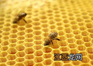 解读蜂胶的养生功效和食用法