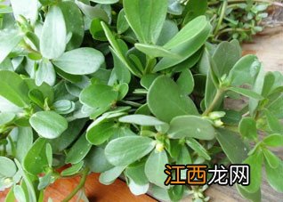 营养值颇高的三种野菜