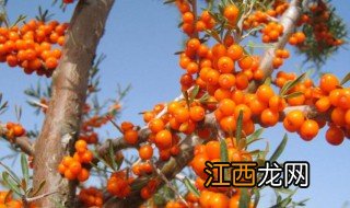 沙刺果的功效与作用 沙刺果的功效是什么