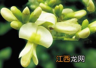 含有特殊营养成分的普通食物