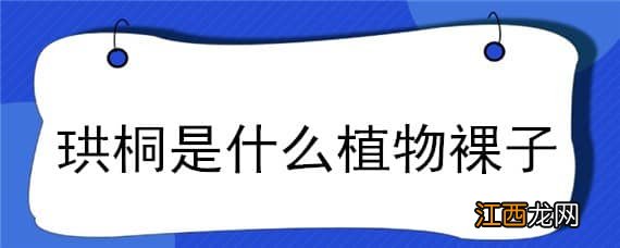 珙桐是不是裸子植物 珙桐是什么植物裸子