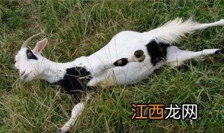 晕倒羊有多惨什么梗 晕倒羊有多惨介绍