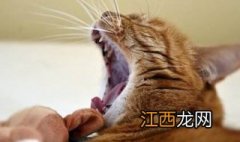 被猫抓破了怎么办