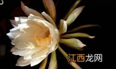 抖音三八女神节怎么弄