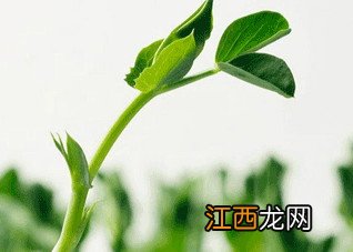 吃哪些食物可以治疗糖尿病