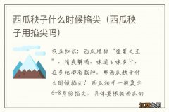 西瓜秧子用掐尖吗 西瓜秧子什么时候掐尖