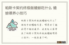 帕斯卡契约终极版蟾蜍吃什么 蟾蜍喂养小技巧