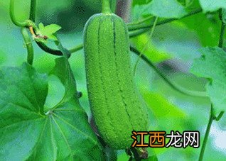 夏季吃五种瓜降火效果最佳