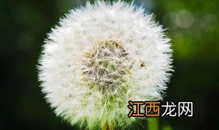 蒲公英毛球的功效与作用 蒲公英毛球有什么用