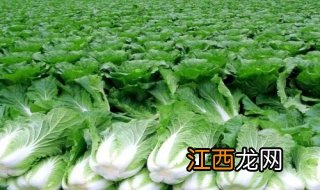 胶州大白菜的食用方法