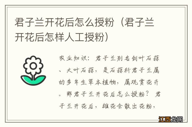 君子兰开花后怎样人工授粉 君子兰开花后怎么授粉