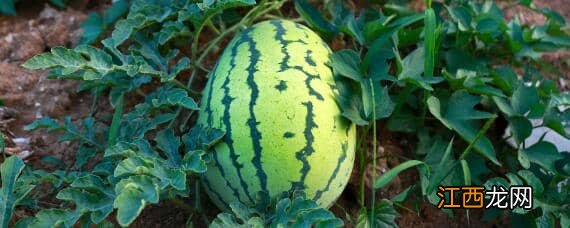 阳台种西瓜需要授粉吗 家里种的西瓜怎么授粉