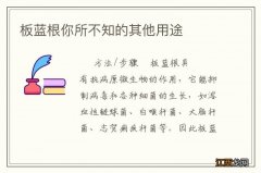 板蓝根你所不知的其他用途