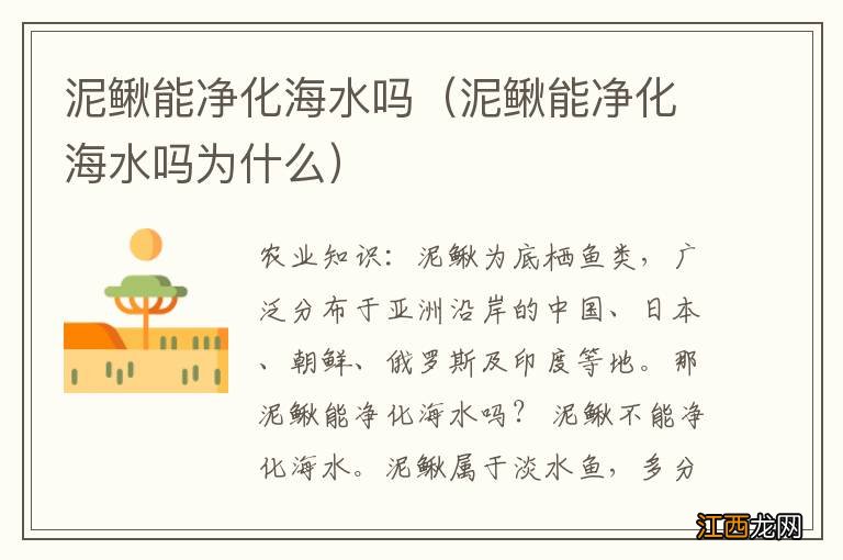 泥鳅能净化海水吗为什么 泥鳅能净化海水吗