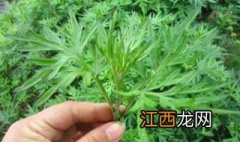 怎样做艾叶饭？七步做出美味菜品