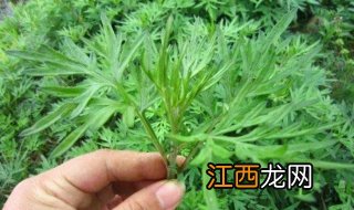 怎样做艾叶饭？七步做出美味菜品