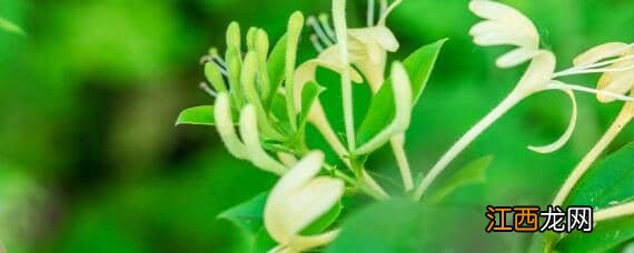 金银花种植间距多少，金银花栽植株距是多少