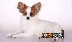 蝴蝶犬性格特征介绍 蝴蝶犬性格特征