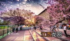 武汉大学赏樱预约，樱花飘落的速度，是秒速五厘米哦