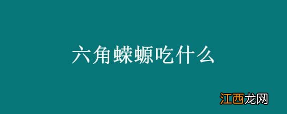 六角蝾螈吃什么 六角蝾螈吃什么肉