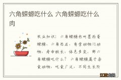 六角蝾螈吃什么 六角蝾螈吃什么肉