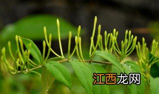 金银花炖猪展的做法 金银花炖猪展的烹饪方法