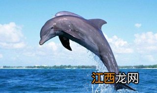 海豚君教你玩海豚