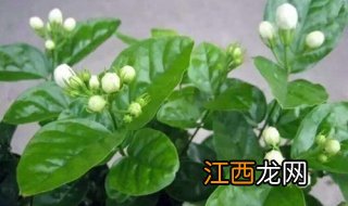 茉莉的养殖方法和注意事项有哪些