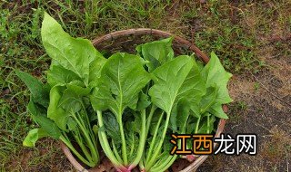 清拌菠菜怎么做 拌菠菜的步骤