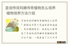 圣剑传说玛娜传奇植物怎么培养 植物培养方法介绍