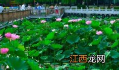 北京西客站的后花园——莲花池