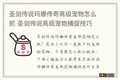 圣剑传说玛娜传奇高级宠物怎么抓 圣剑传说高级宠物捕捉技巧