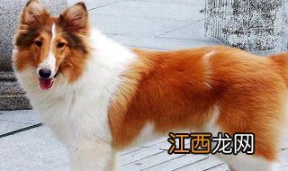 苏格兰牧羊犬价格，不同品种价格差异巨大