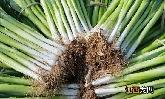 香葱各部分的作用 香葱保健食谱推荐