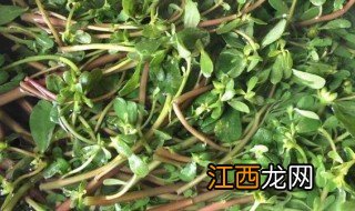 马齿苋可以治扁平疣吗 马齿苋可不可以治扁平疣