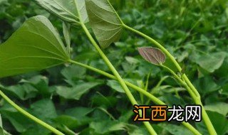 吃地瓜秧子有什么好处 吃地瓜秧子对身体有什么好处